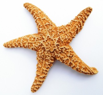 starfish-732391_1280